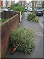 Discarded Christmas trees, Clapham