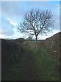 Footpath Near Swynnerton