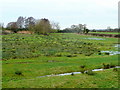 Floodmeadow by the Severn