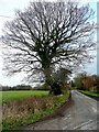 Oak tree by the Awre road