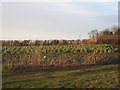 A field of brussels sprouts