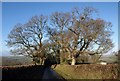 Trees on Northbeer Lane