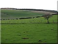 NT8967 : Grassland near Westloch by Richard Webb