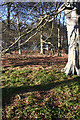 Beech Woods on Clune Hill