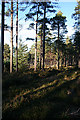 Forest on Clune Hill