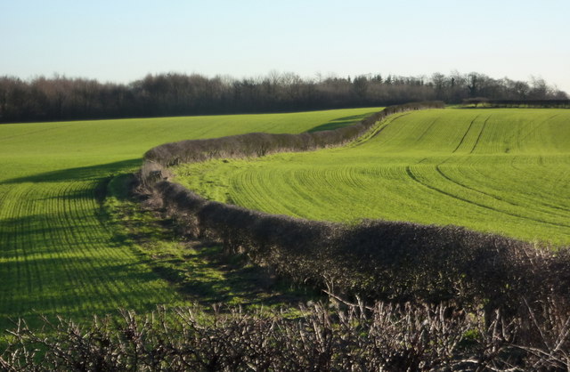 Fields and hedge line towards Scarcliffe... © Andrew Hill :: Geograph ...