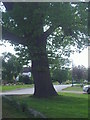 Tree on corner of Manor Way, Potters Bar