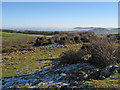 Bushes on Nant-y-Gamar