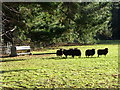 Hebridean sheep, Anderson