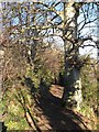 Footpath with beech tree