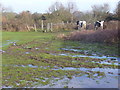 Wet Meadows, Normandy