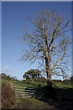 T1957 : Leafless Tree by kevin higgins