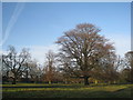 Beech tree in Birdsall Park