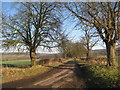 Salents Lane looking towards Picksharp Wood