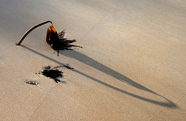 Seaweed and shadow