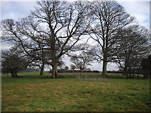 ST1072 : Circle of trees near St Lythans Burial Chamber by John Lord