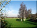 Silver Birches at Upperton