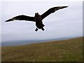 ND3884 : Skua guarding its chick by malcolm simpson