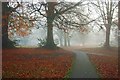 Yeovil: Misty View of Parkland