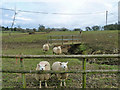 Sheep and footbridge, Goffsland Farm