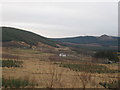 Looking over rough grazing and new plantations