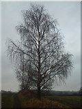 SK4942 : Tree in Field by Graeme Hately