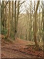 SO8707 : Redding Wood by Derek Harper
