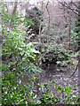 Pond north of Beech Dell, BR2