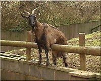 SO8707 : Goat, Slad by Derek Harper