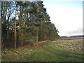 Woodland edge near Lodge Farm