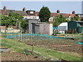 Beck Lane Allotments (2)