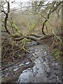 Tricky footpath near Painswick Lodge