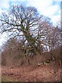 Oak on limestone