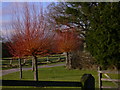 Dogwoods on drive by Plaistow Road