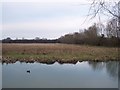 View across the Cherwell towards Marston