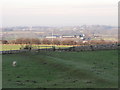 Sheep field at Truleigh Manor Farm, West Sussex