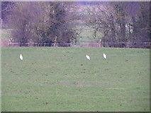 ST9937 : Little egrets, Bapton by Maigheach-gheal