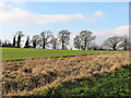 Winter trees on the skyline