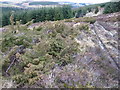 Juniper bushes by the forest track