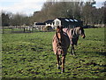 Friendly Horses