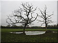 Bare trees by the pond