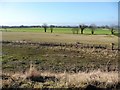 Fields alongside Burtree Dyke