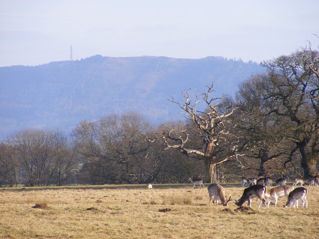 Wrekin Deer