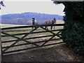 Horses in field near Shamley Green