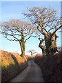 Oak trees on a minor road near Trewerry Mill