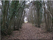 TR2349 : Bridleway in Woolwich Wood by David Anstiss