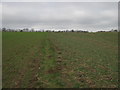 TR2448 : Footpath on field edge path near Puckland Wood by David Anstiss