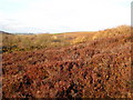 Heather at Cargoll Mine