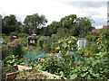 The Ravensbourne Allotments (2)