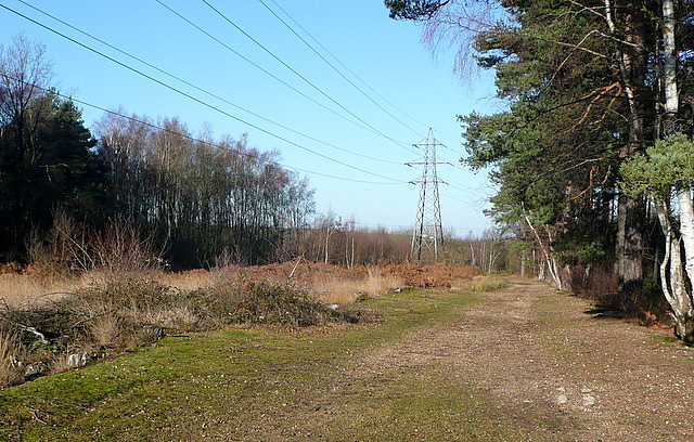 Pylon route at Cudbury Clump © Graham Horn :: Geograph Britain and Ireland